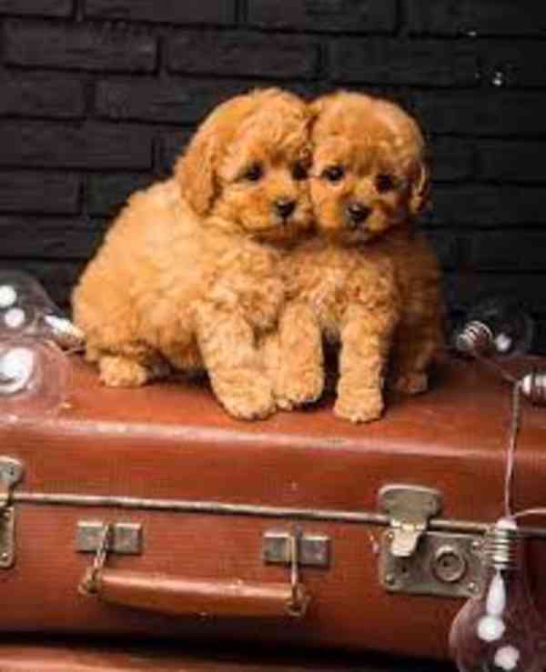 466 K dispozici krásní toy pudlíci - foto 1