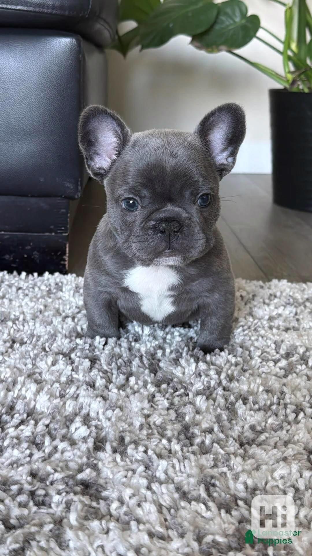 Francouzský buldoček štěňata s pp - foto 1