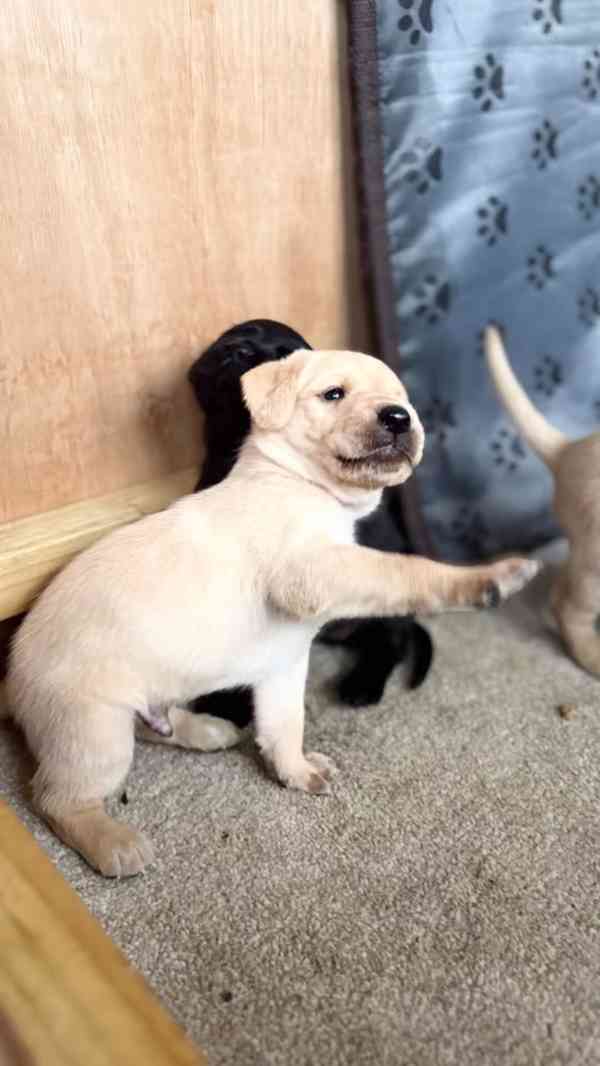 Labrador s PP, světlá a černá štěňátka - foto 1
