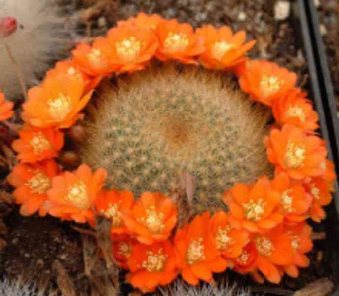 Kaktus Aylostera směs druhů Balení obsahuje 20 semen
