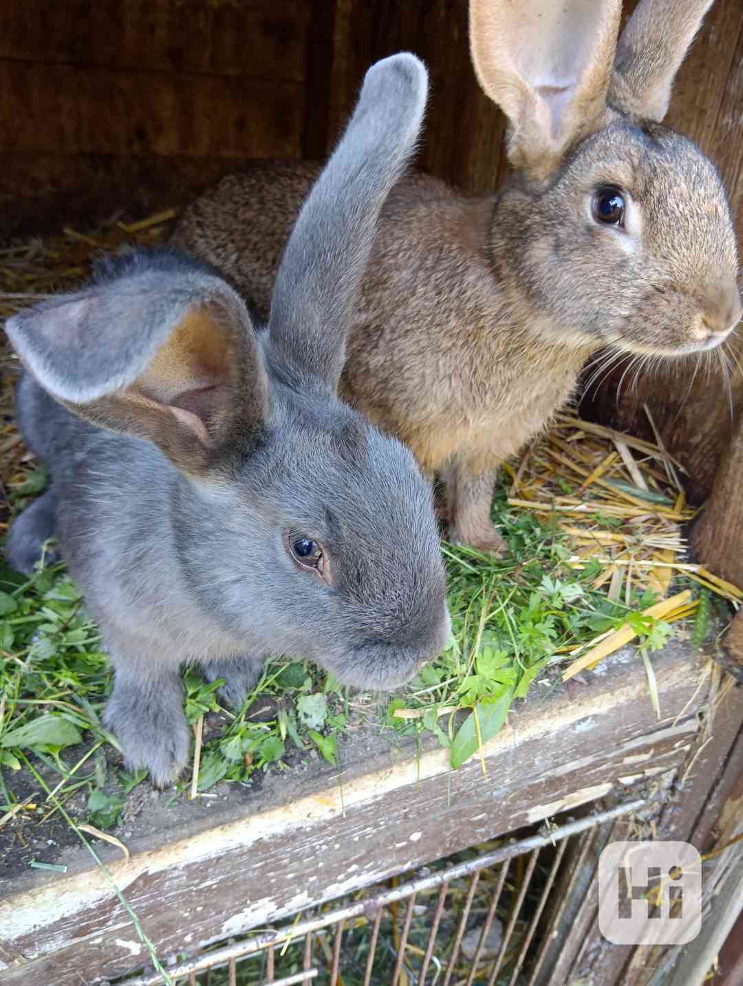 Králíci  - foto 1