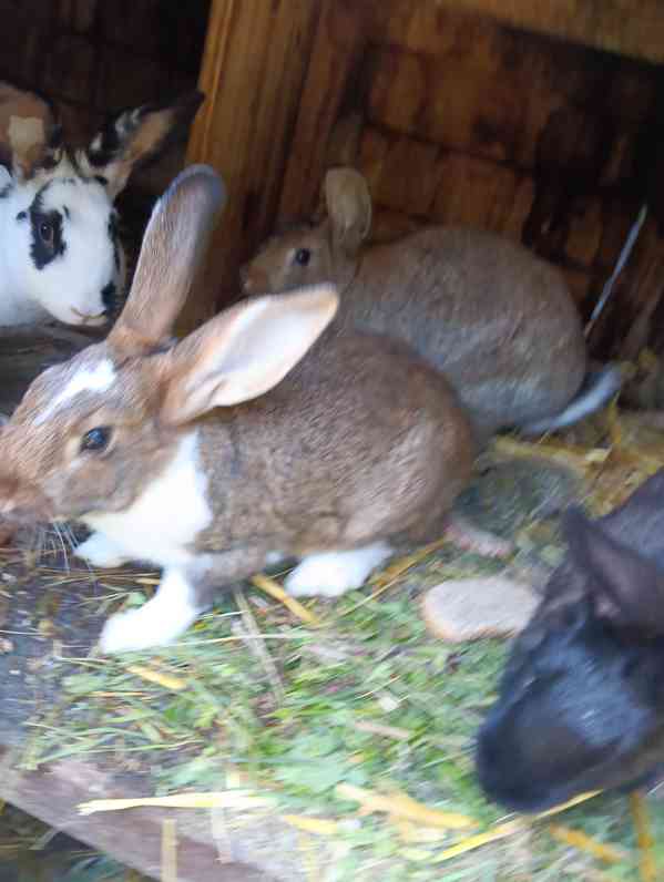 Králíci  - foto 2