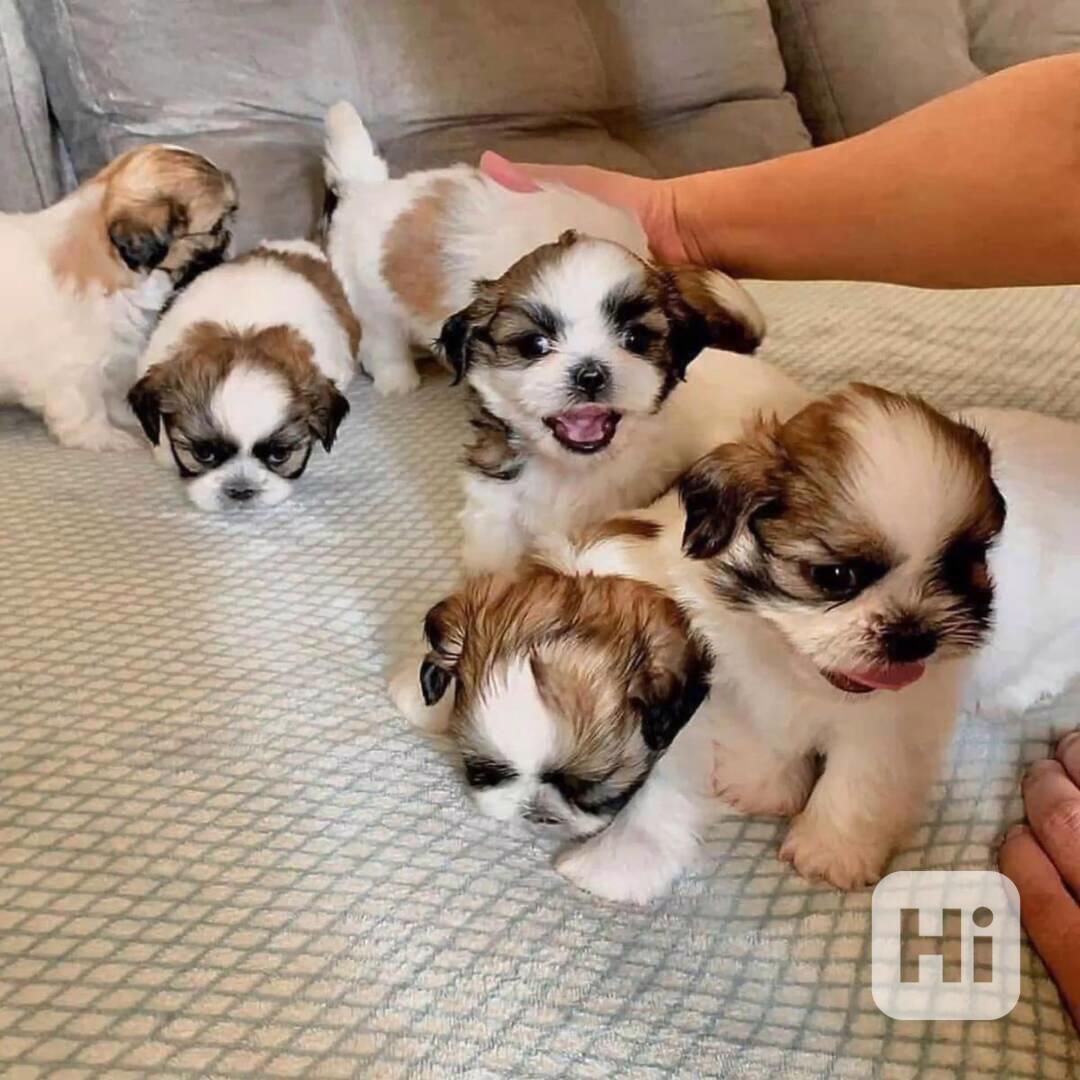 Dárek štěňátka shih tzu k adopci zdarma   - foto 1