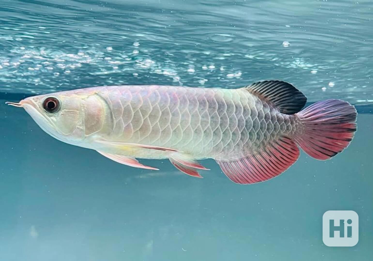 Prvotřídní sladkovodní akvarijní ryby k prodeji - foto 1