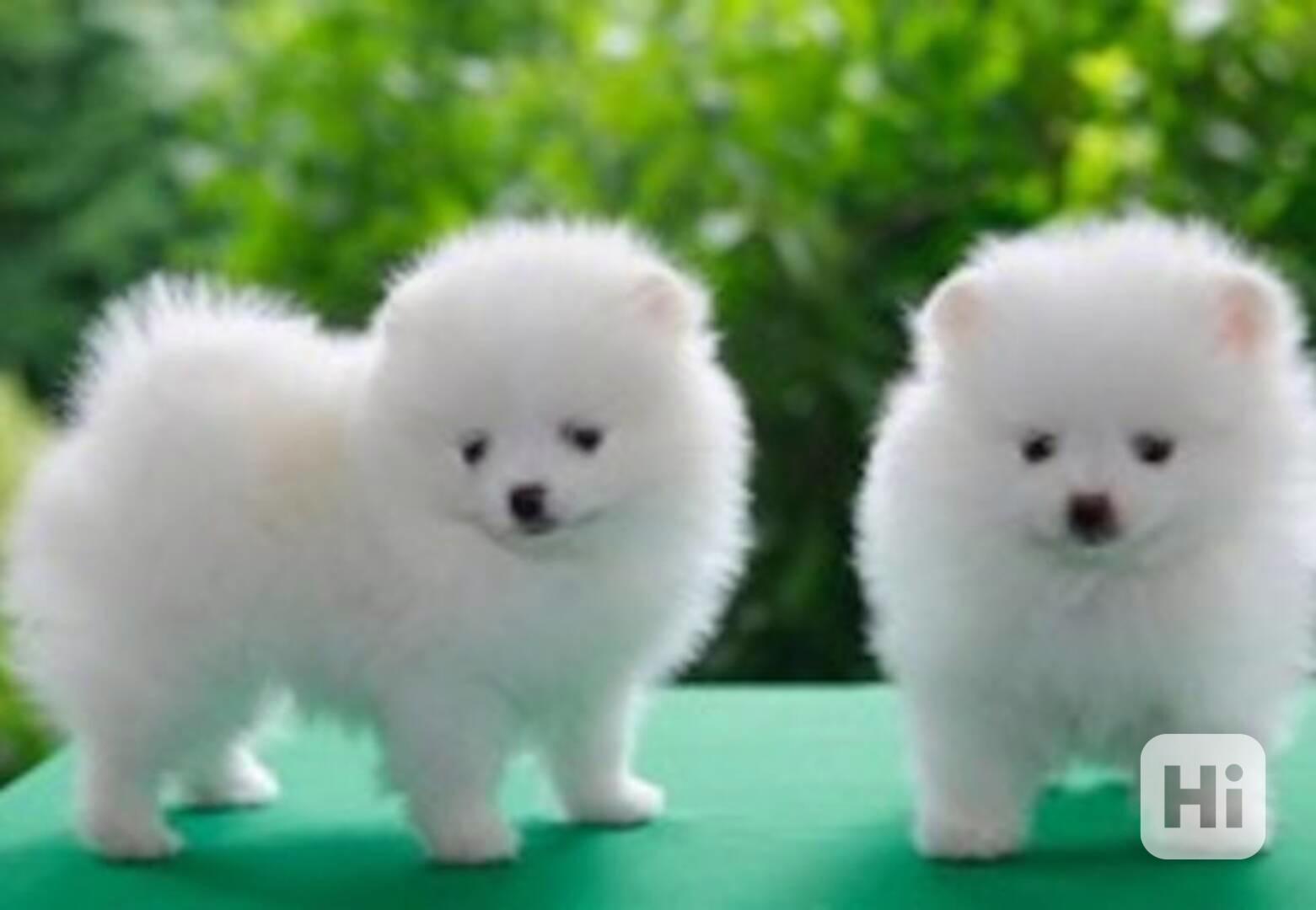 štěňata pomeranianů na dárek - foto 1