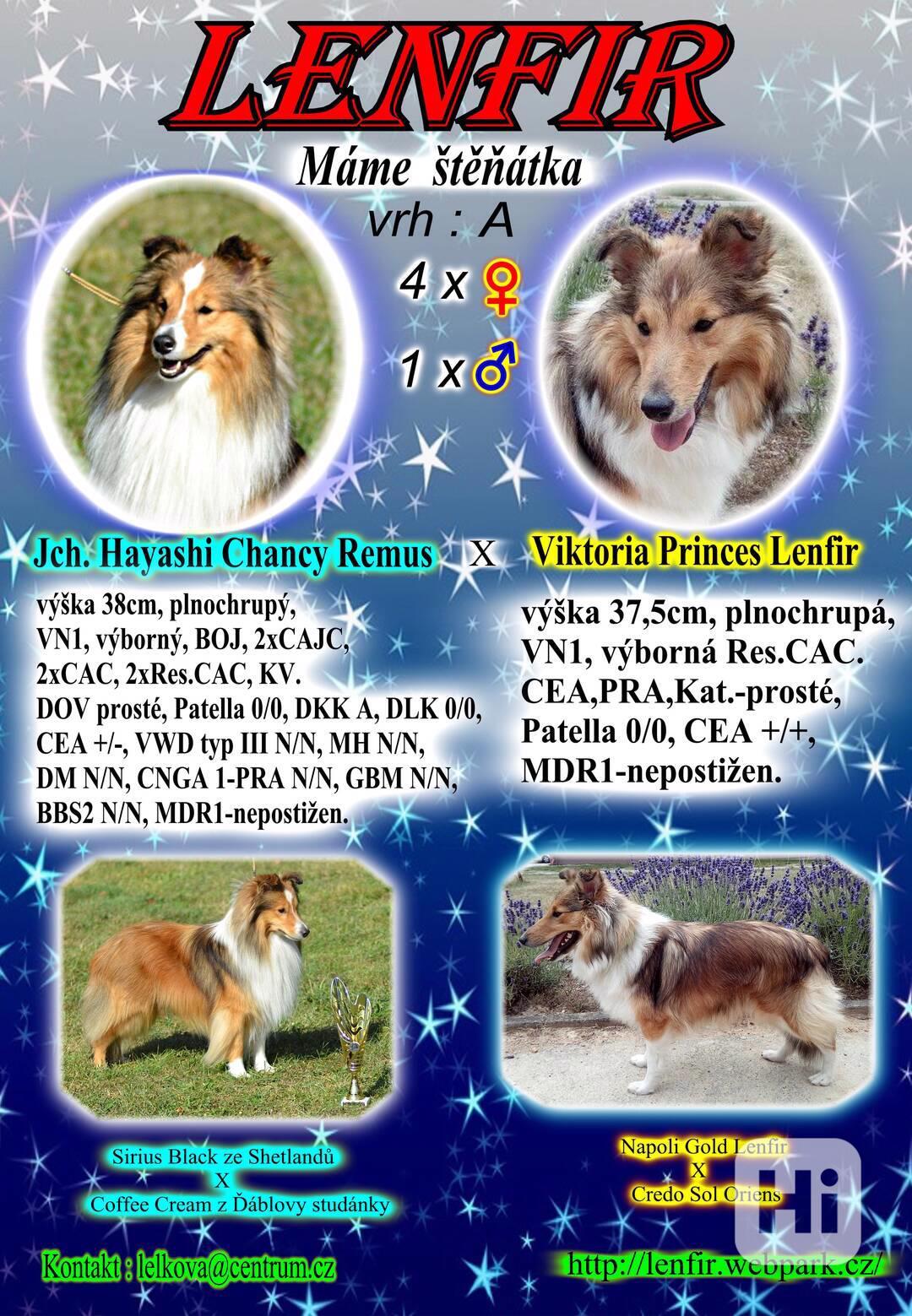 Sheltie s PP - foto 1