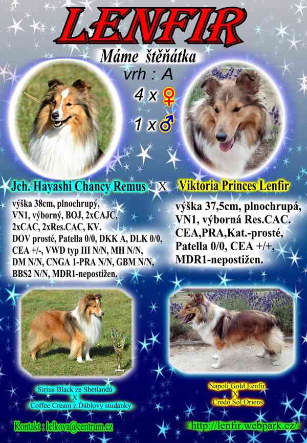 Sheltie s PP - foto 1