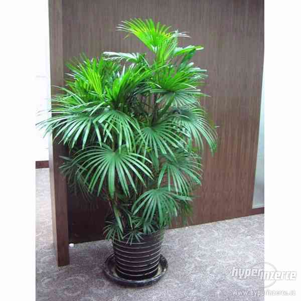 Palma bambusová ( Rhapis ) - semena 10 ks - foto 1