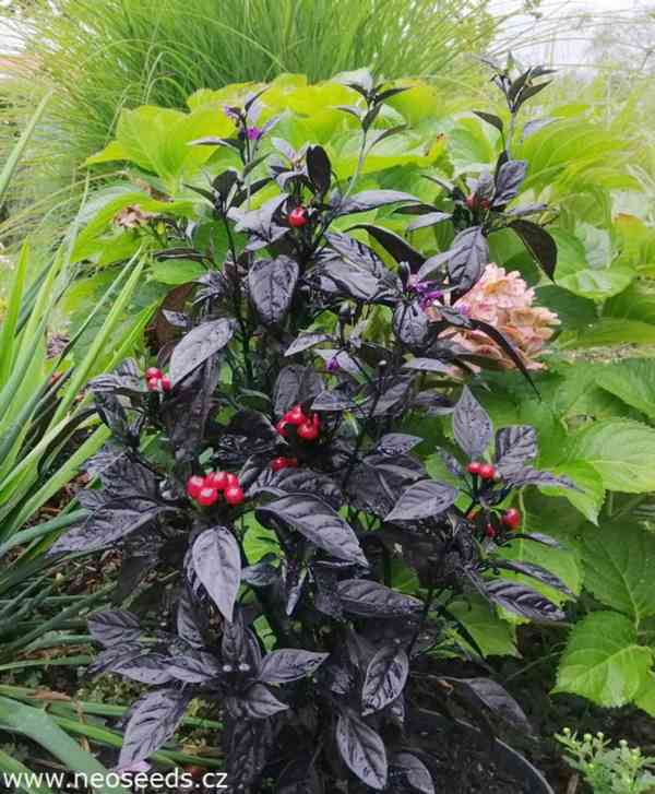 CHILLI BLACK PEARL --SEMENA - foto 1