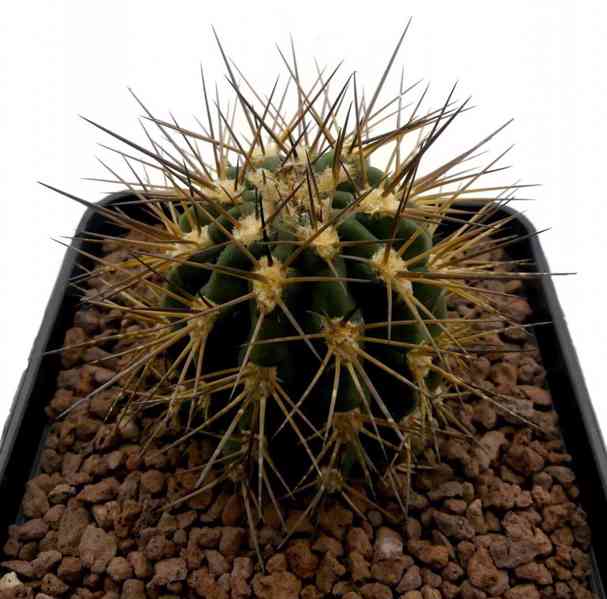 Kaktus Acanthocalycium griseum P 49 - semena - foto 1