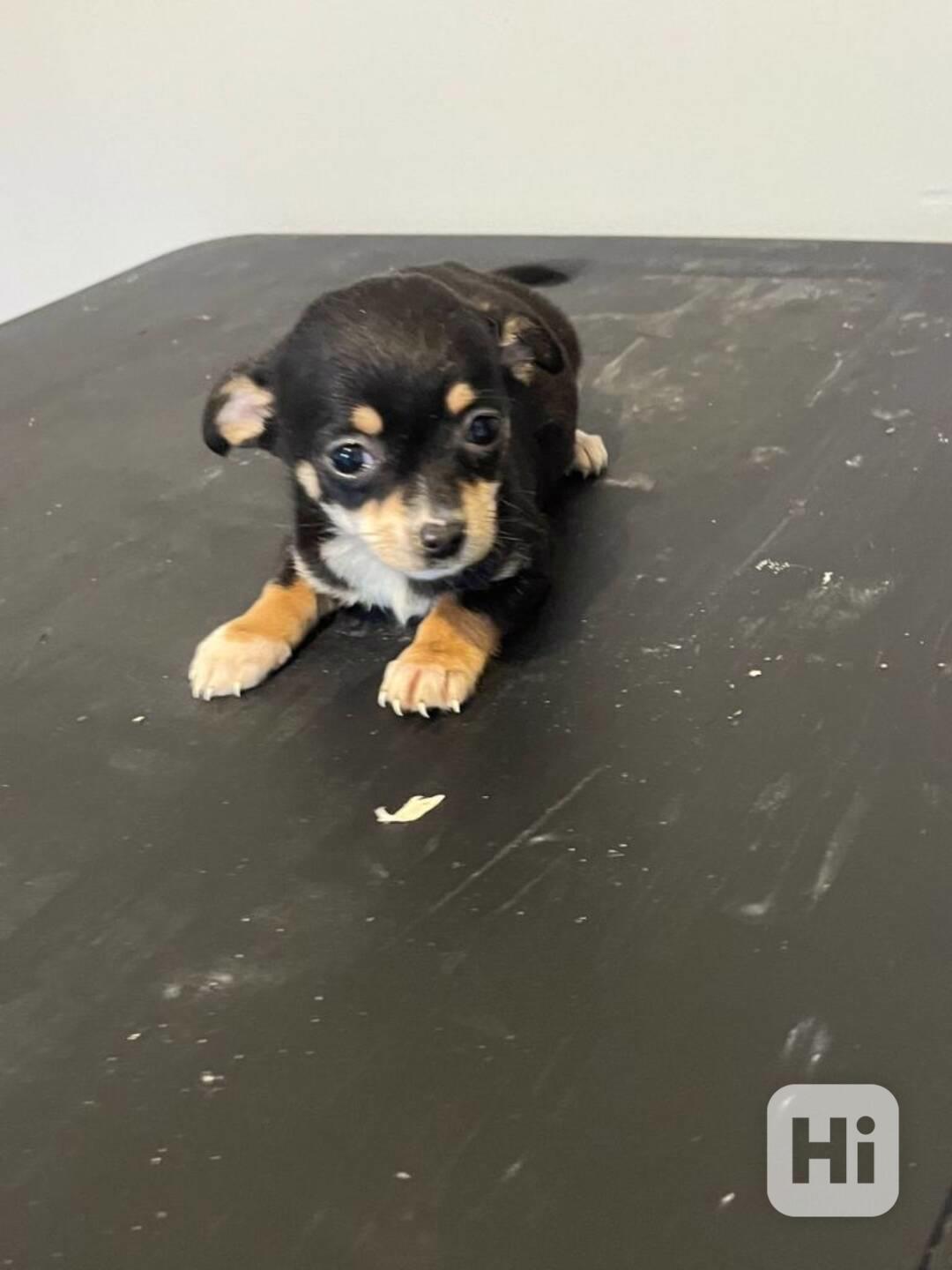 civavy psík štěňátka civavy psík - foto 1