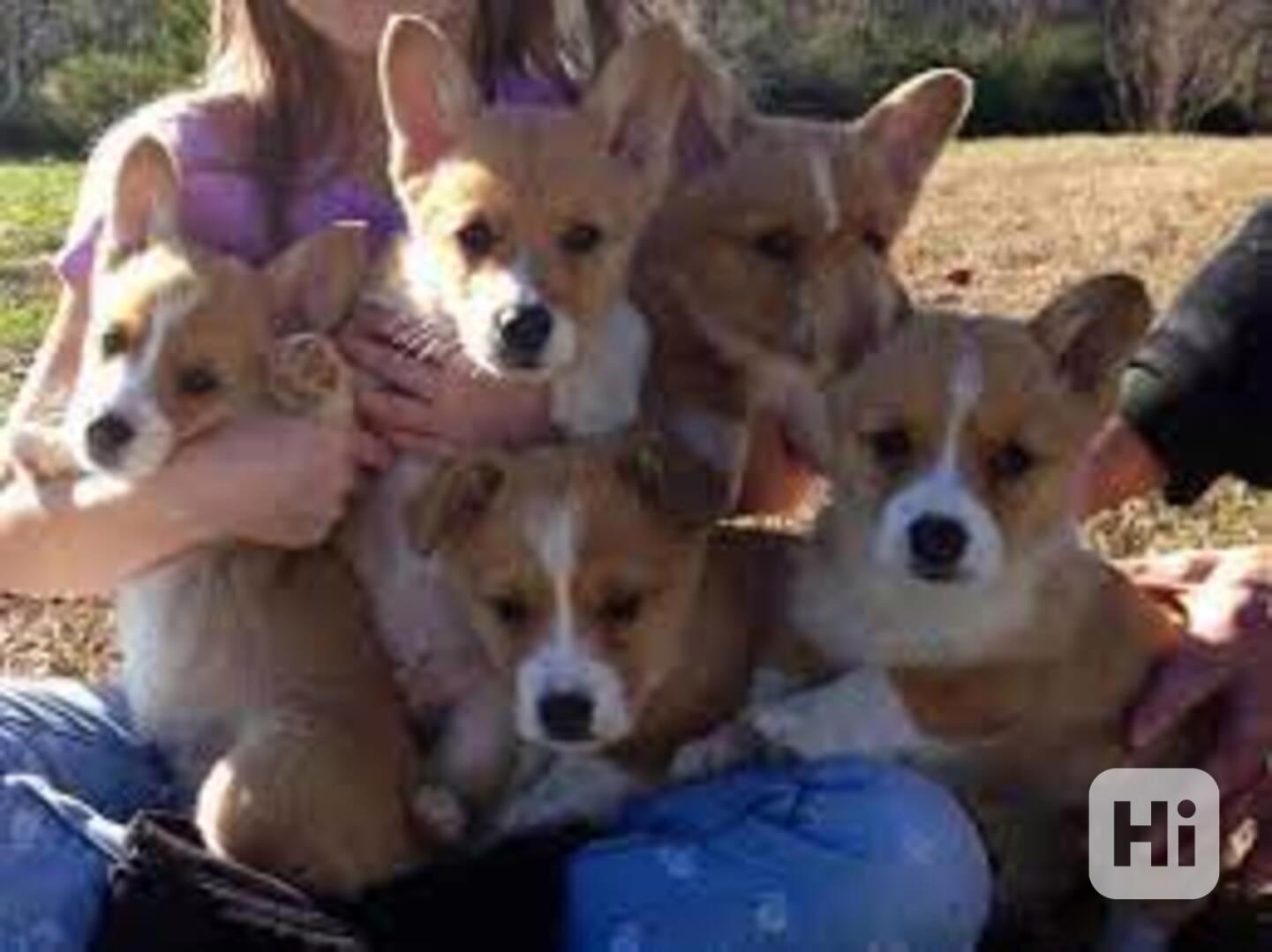 Krásná registrovaná štěňata Pembroke Welsh Corgi na prodej - foto 1