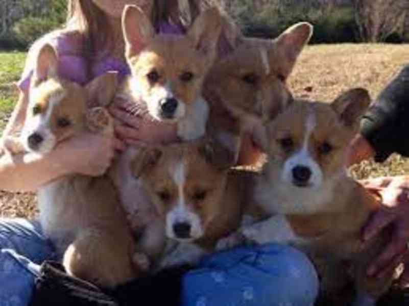 Krásná registrovaná štěňata Pembroke Welsh Corgi na prodej - foto 1
