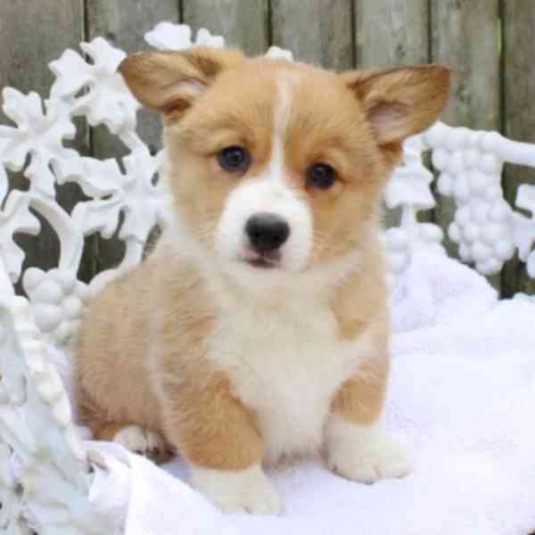 Krásná registrovaná štěňata Pembroke Welsh Corgi na prodej - foto 2