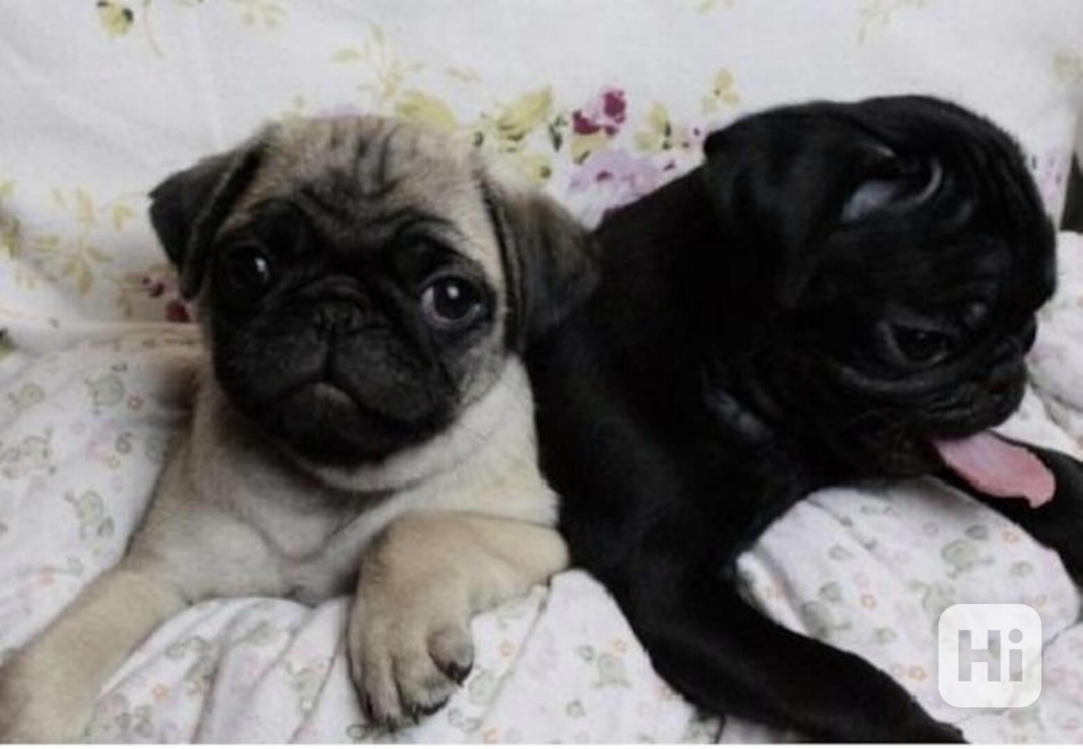 Rozkošná štěňata mopse - foto 1