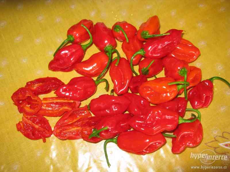 7 - Chilli paprička Habanero Red 10 semen - foto 1