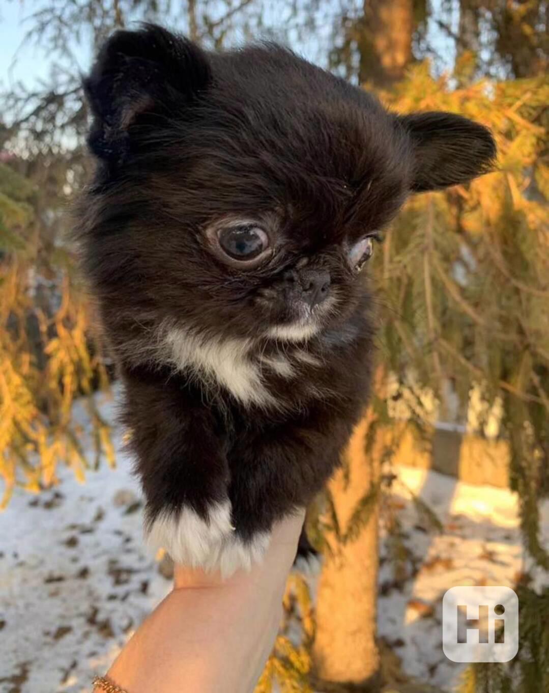 Chihuahua štěně – vhodné pro milující domov - foto 1