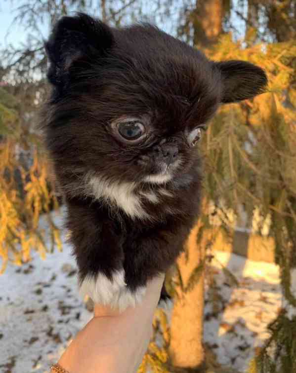 Chihuahua štěně – vhodné pro milující domov