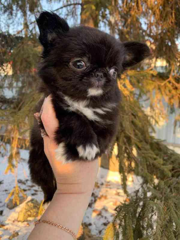 Chihuahua štěně – vhodné pro milující domov - foto 3