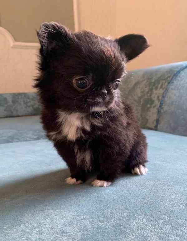 Chihuahua štěně – vhodné pro milující domov - foto 4
