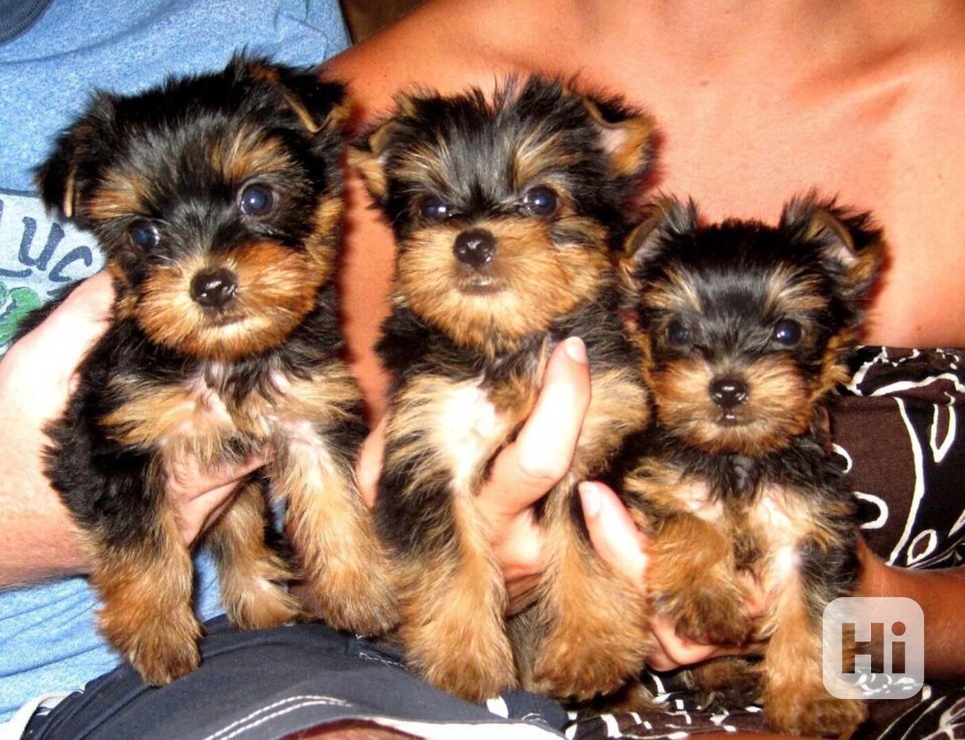 štěňata Yorkie k adopci  - foto 1
