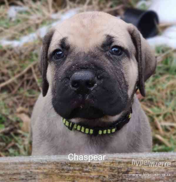 BOERBOEL - foto 3