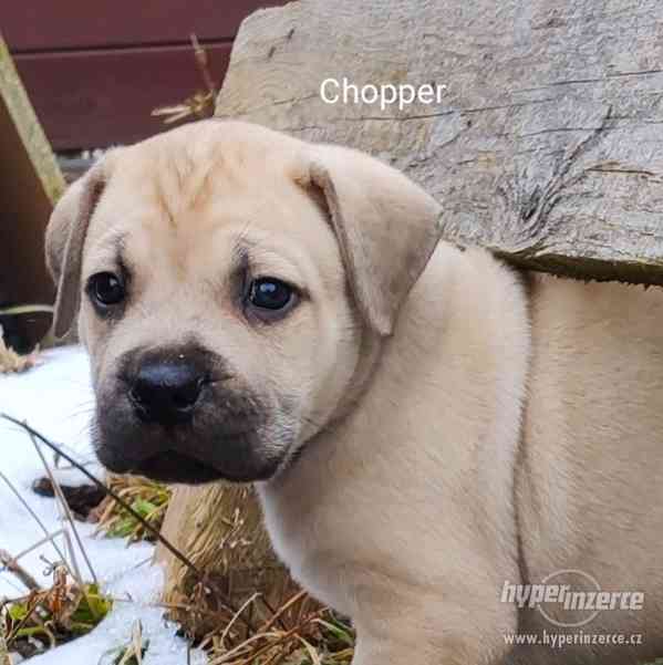 BOERBOEL - foto 4