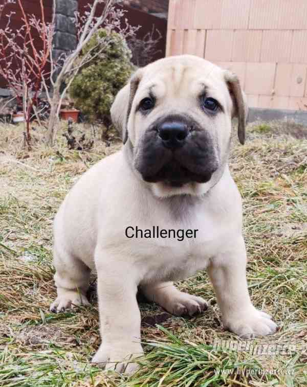 BOERBOEL - foto 6