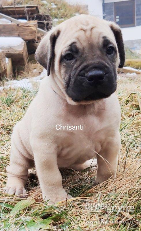 BOERBOEL - foto 9