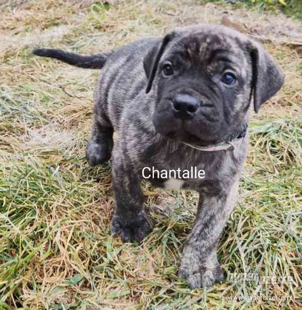 BOERBOEL - foto 10