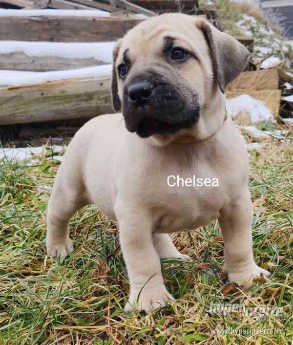 BOERBOEL - foto 11