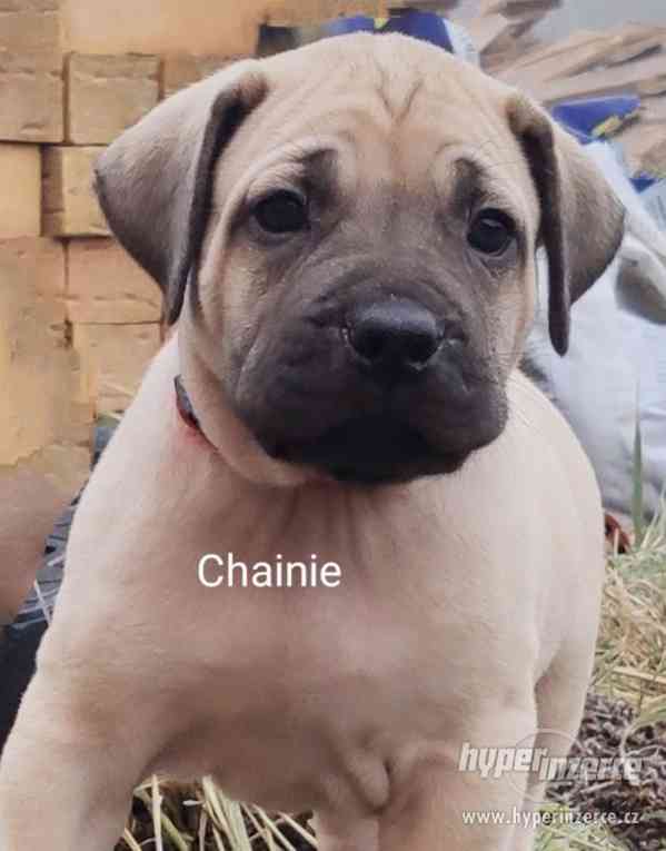 BOERBOEL - foto 13