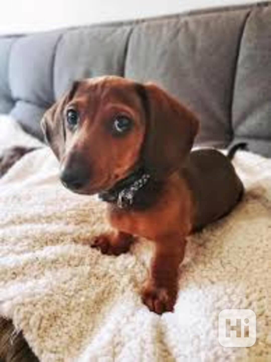  krásné štěně jezevčíka k adopci - foto 1