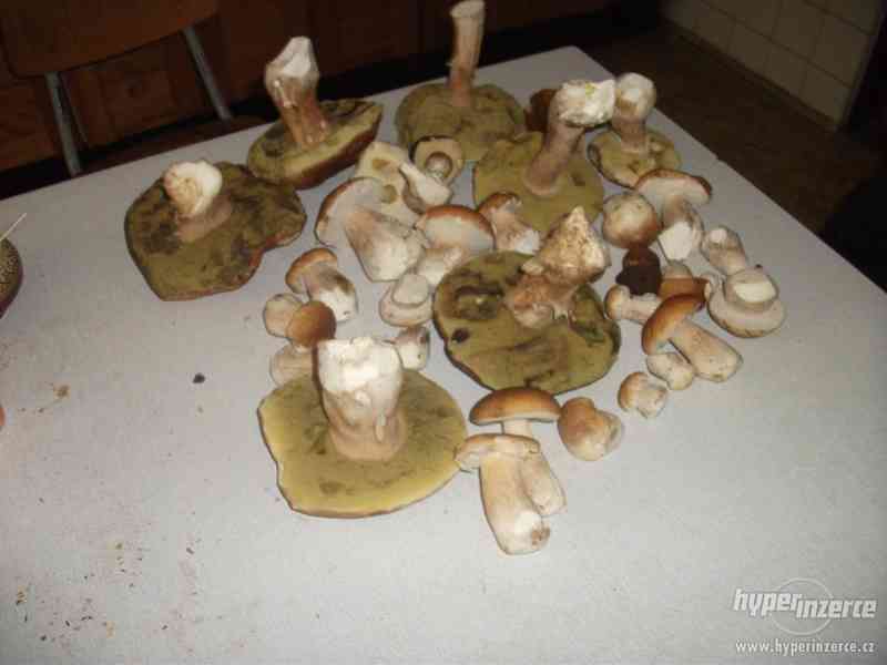 Prodam houby - foto 2