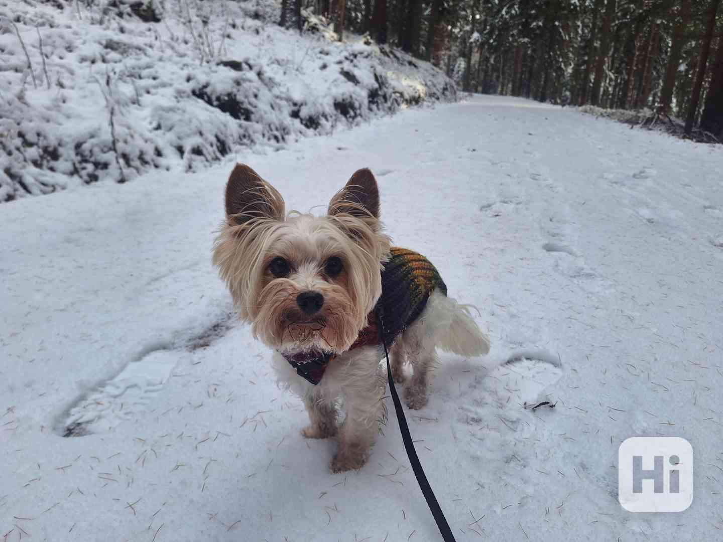 Biewer jorkšírský teriér krytí, připuštění - foto 1