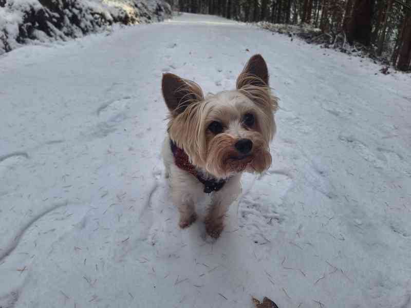 Biewer jorkšírský teriér krytí, připuštění - foto 2