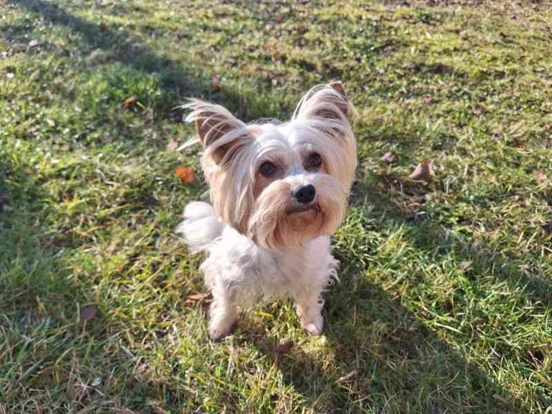 Biewer jorkšírský teriér krytí, připuštění - foto 9