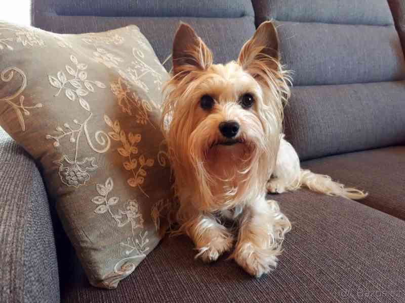 Biewer jorkšírský teriér krytí, připuštění - foto 4