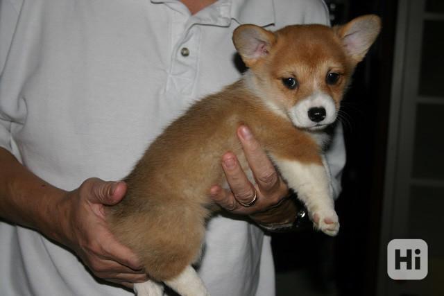 Krásná štěňata Pembroke Welsh Corgi Super Těmto štěňatům Pem - foto 1