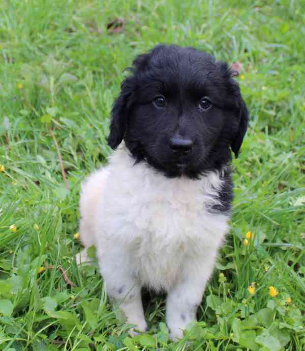 Stabyhoun stne z PP prodam - foto 3