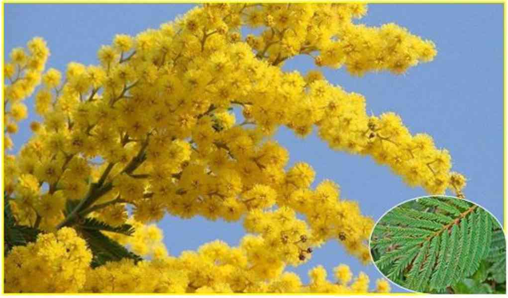 ACACIA DECURRENS - SEMENA