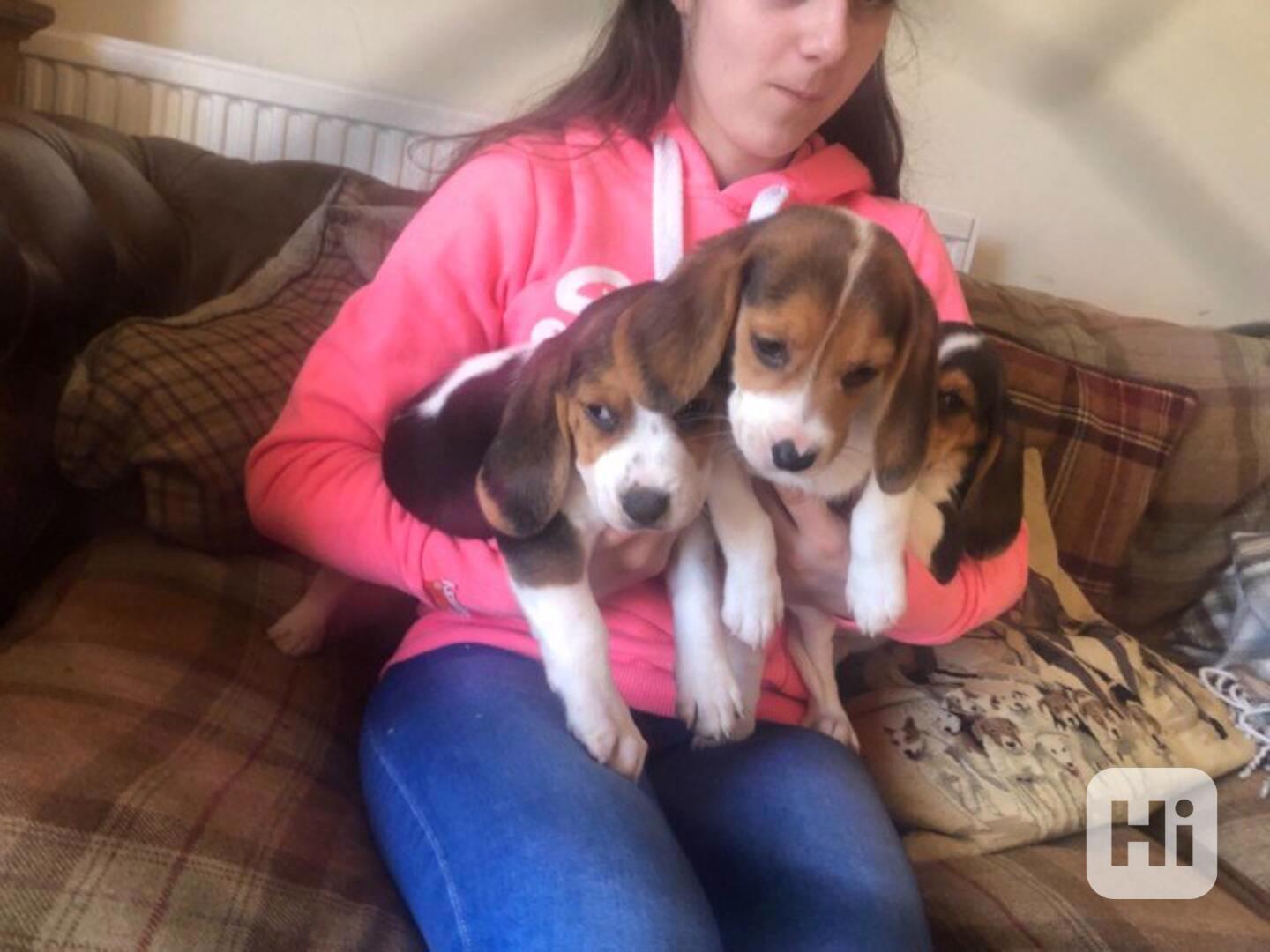 Tiko Likumba štěně bígla - foto 1