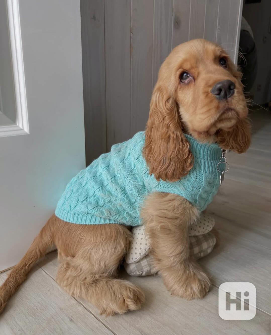 Rozkošné štěně amerického kokršpaněla k adopci. - foto 1