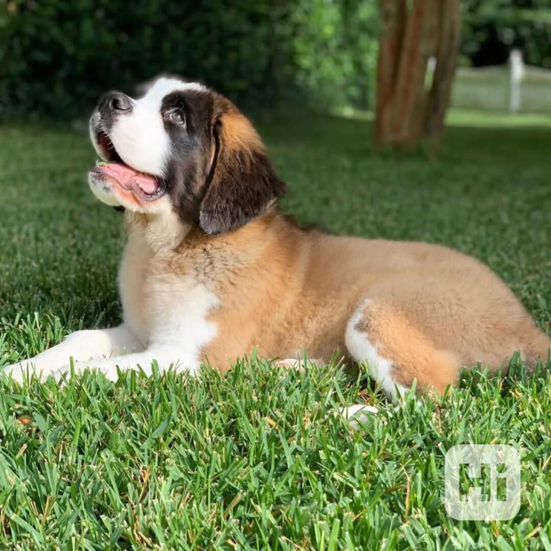 Adoptujte si ho, prosím - foto 1