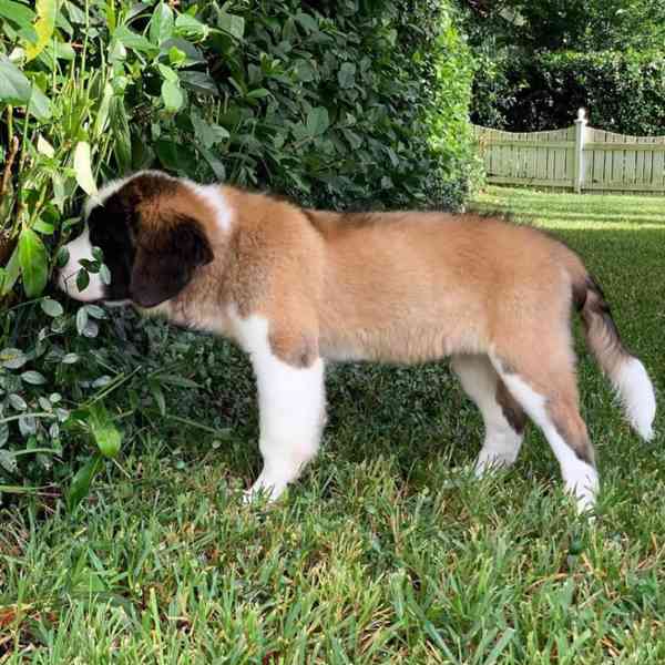 Adoptujte si ho, prosím - foto 5