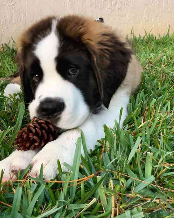 Adoptujte si ho, prosím - foto 4