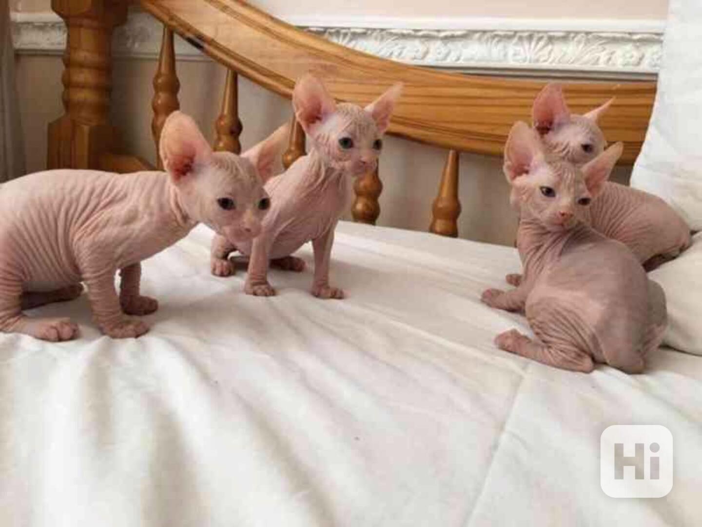 krásná a roztomilá koťátka sphynx k adopci . - foto 1