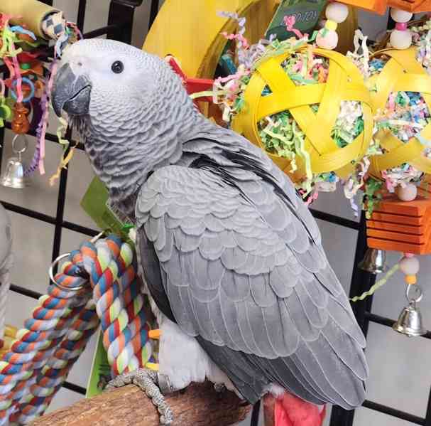 Výjimeční afričtí papoušci šedí – elitní společníci - foto 2