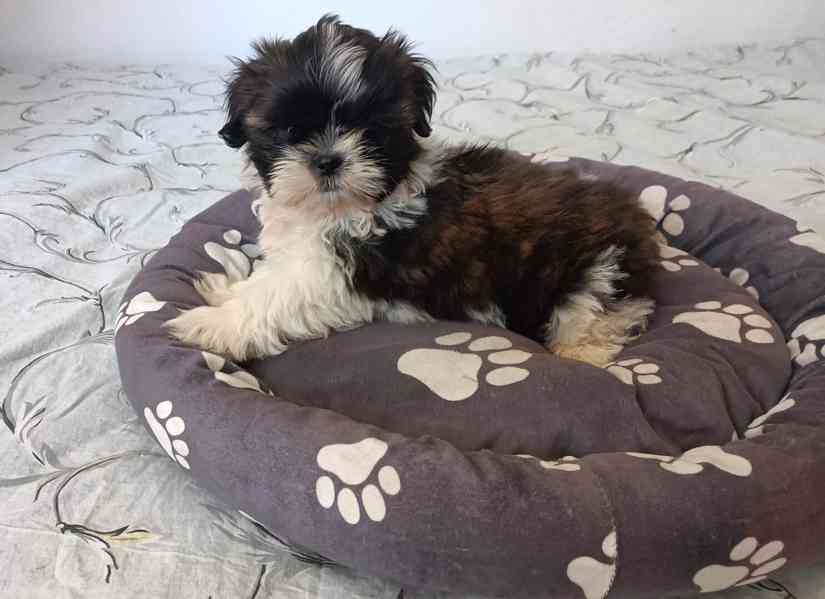 Shih - tzu -  štěňátka bez pp - foto 2
