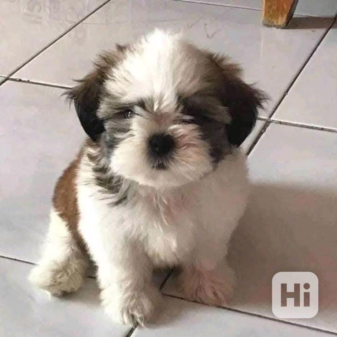 vánoční dárek Dárek štěňátka shih tzu k adopci zdarma   - foto 1